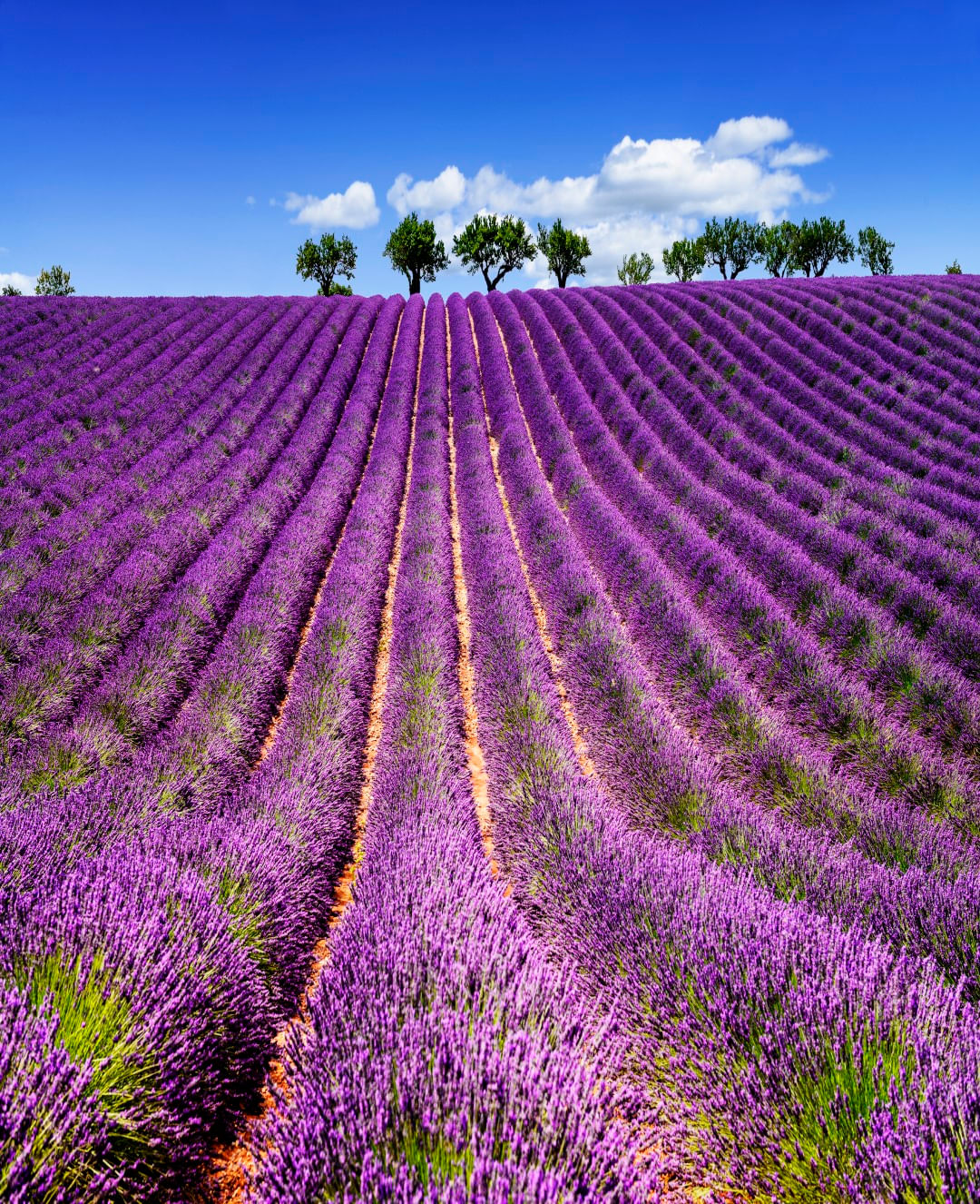 Autocolant, Lavanda 5