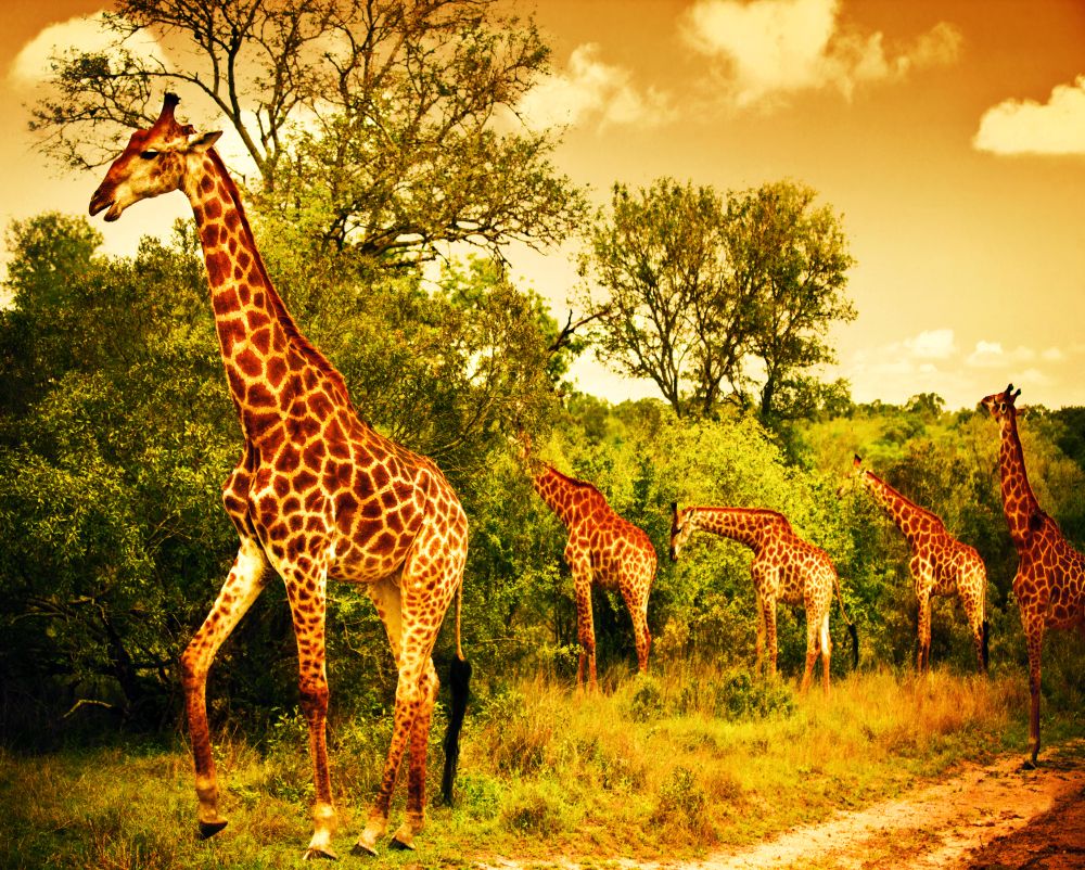 Autocolant, Girafe in savana