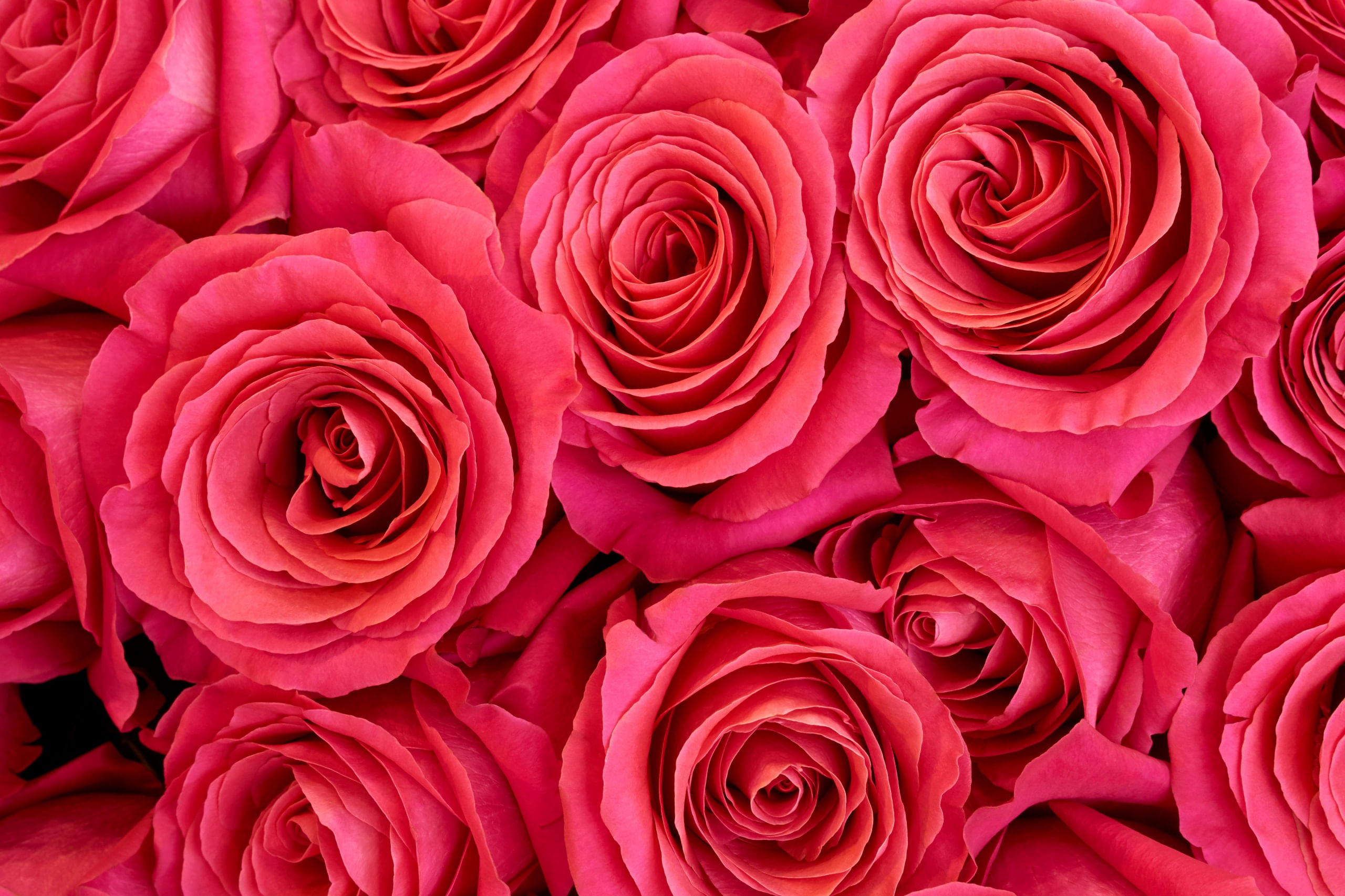 Fototapet, Trandafiri roz