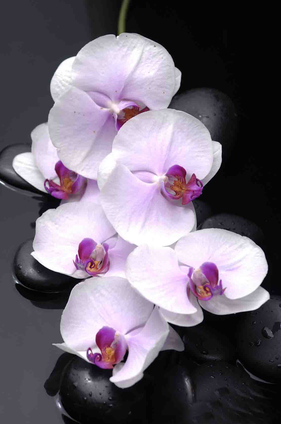 Fototapet, Orhidee albe cu pietre