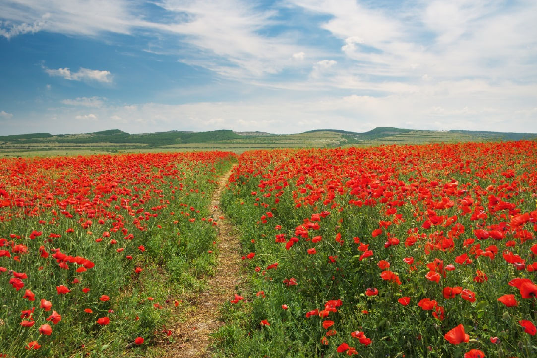 Autocolant, Natura 26