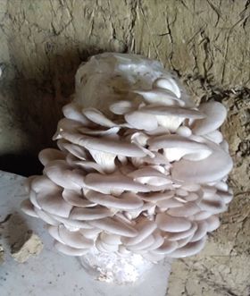 Saculeti gata pregitiți, inoculați cu Miceliu Pleurotus (Burete) - 3 | YEO