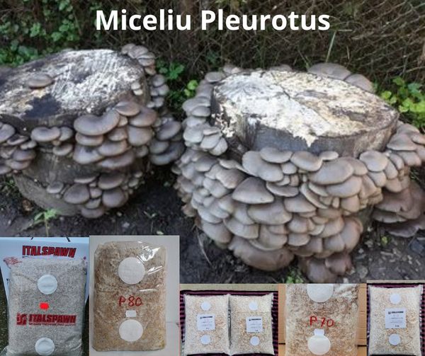 Miceliu Samanta pentru ciuperci Pleurotus (Burete) - 1 | YEO