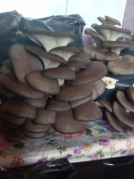 Miceliu Samanta pentru ciuperci Pleurotus (Burete) - 4 | YEO