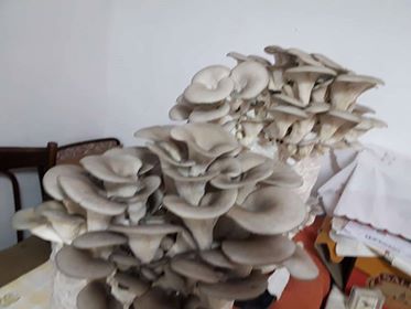 Saculeti gata pregitiți, inoculați cu Miceliu Pleurotus (Burete) - 4 | YEO