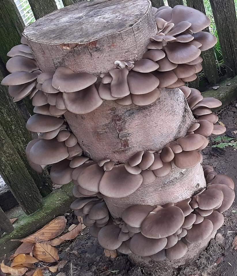 Miceliu pentru Pleurotus, pe baza de rumegus