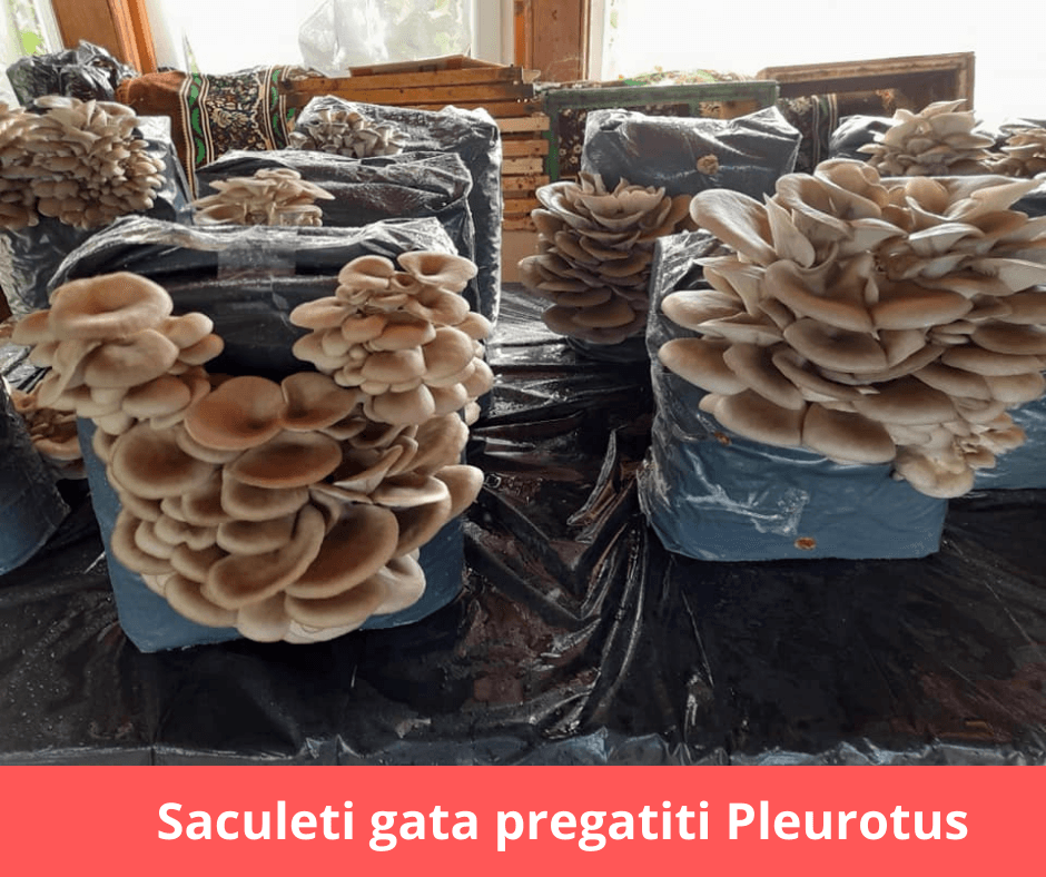Miceliu pentru Pleurotus, pe baza de rumegus - 1 | YEO