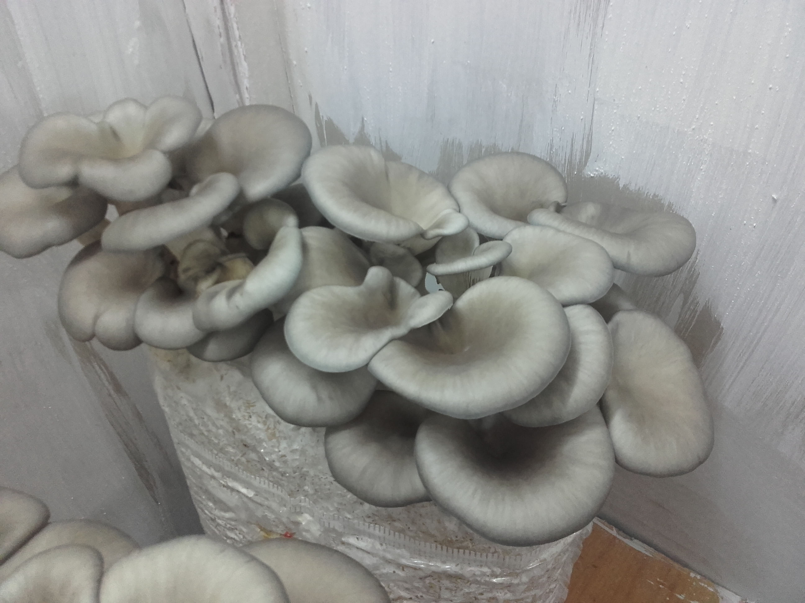 Saculeti gata pregitiți, inoculați cu Miceliu Pleurotus (Burete) - 1 | YEO