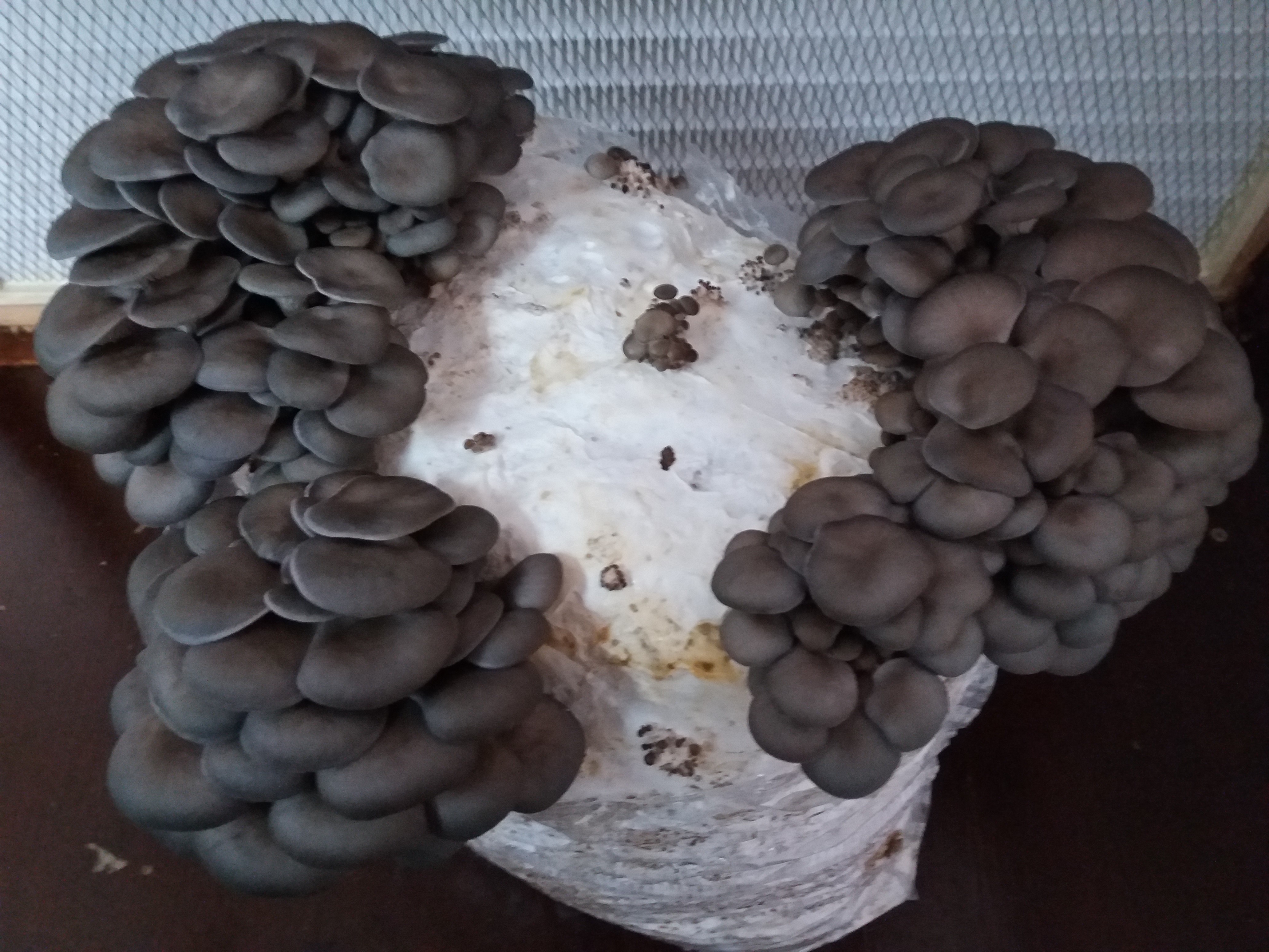 Saculeti gata pregitiți, inoculați cu Miceliu Pleurotus (Burete) - 2 | YEO