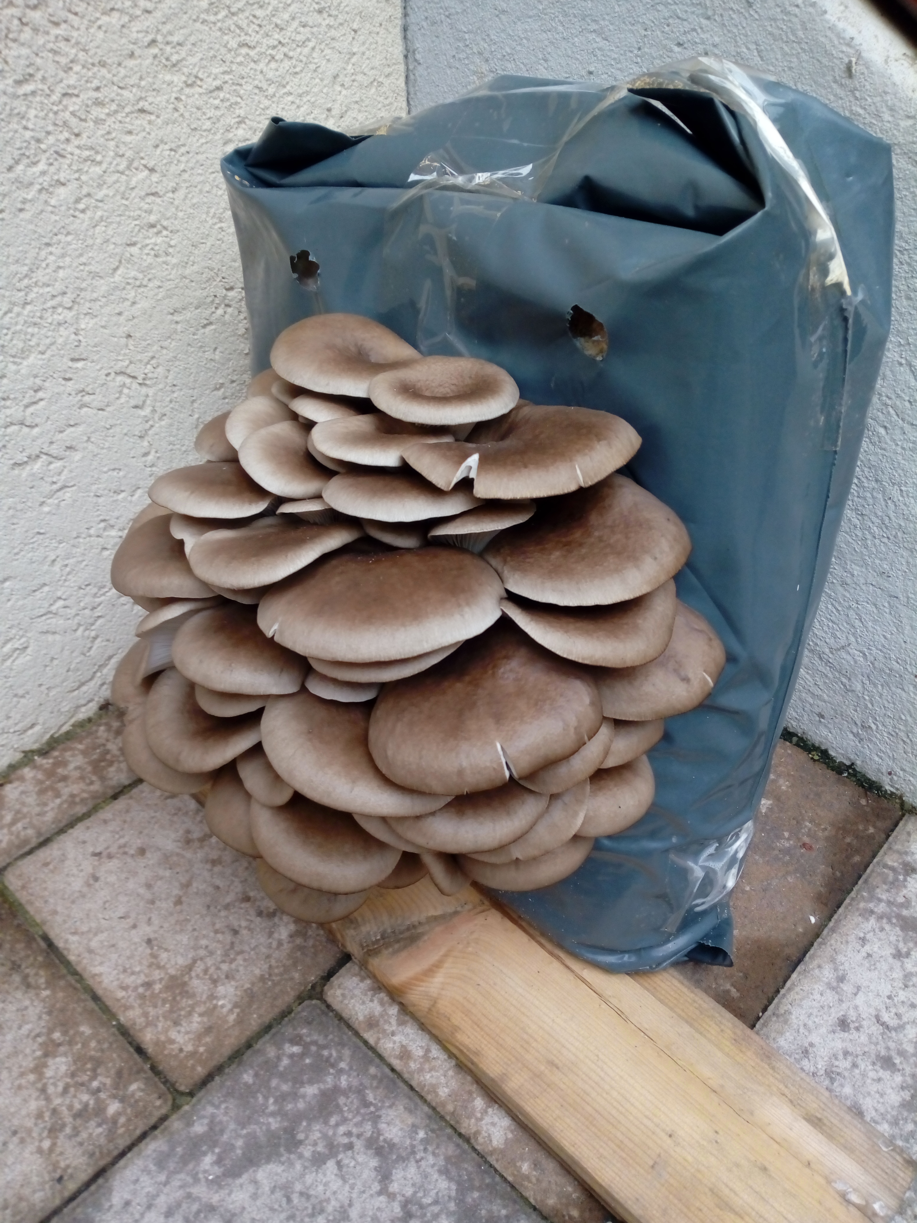 Miceliu pentru Pleurotus, pe baza de rumegus - 3 | YEO