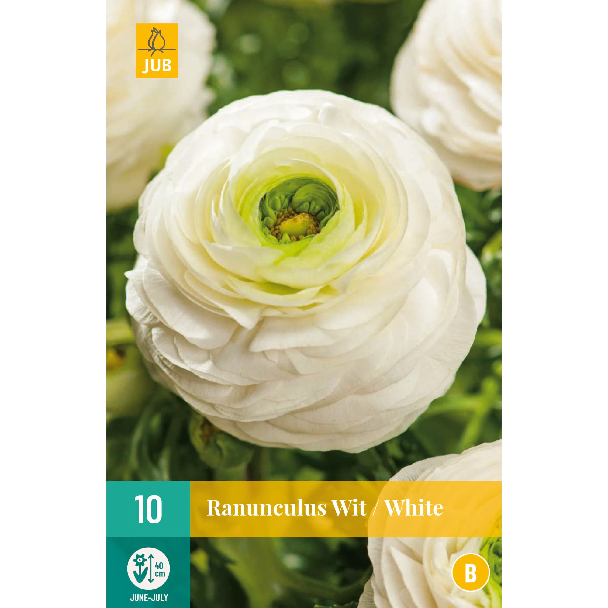 Amestec de seminte, Ranunculus White