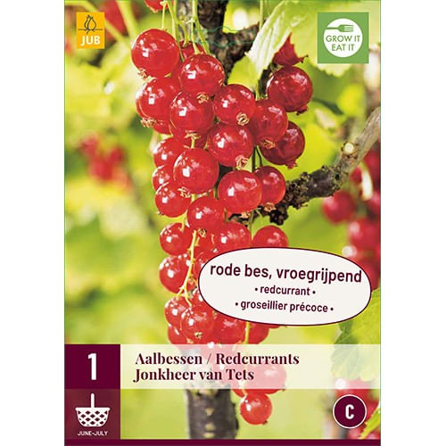 Butas, Coacaz Rosu Ribes Rubrum Jonkheer Van Tets, Holland, 1 buc