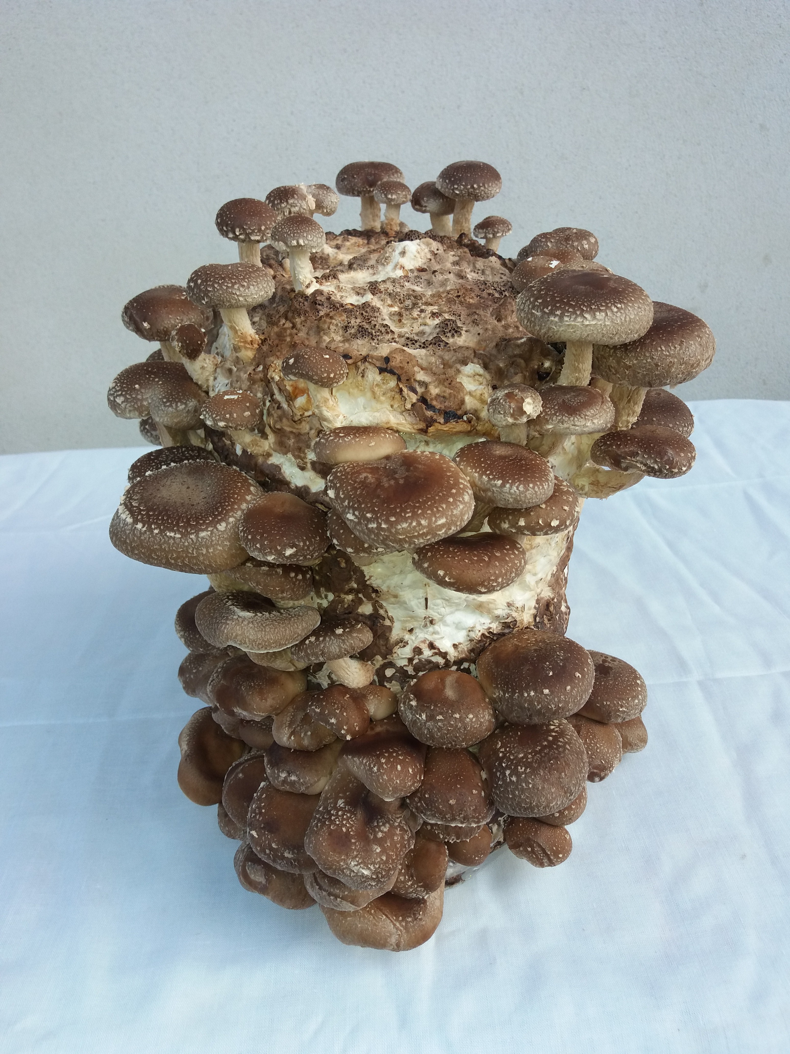 Saculeti gata pregatiti pentru Shiitake - 3 | YEO