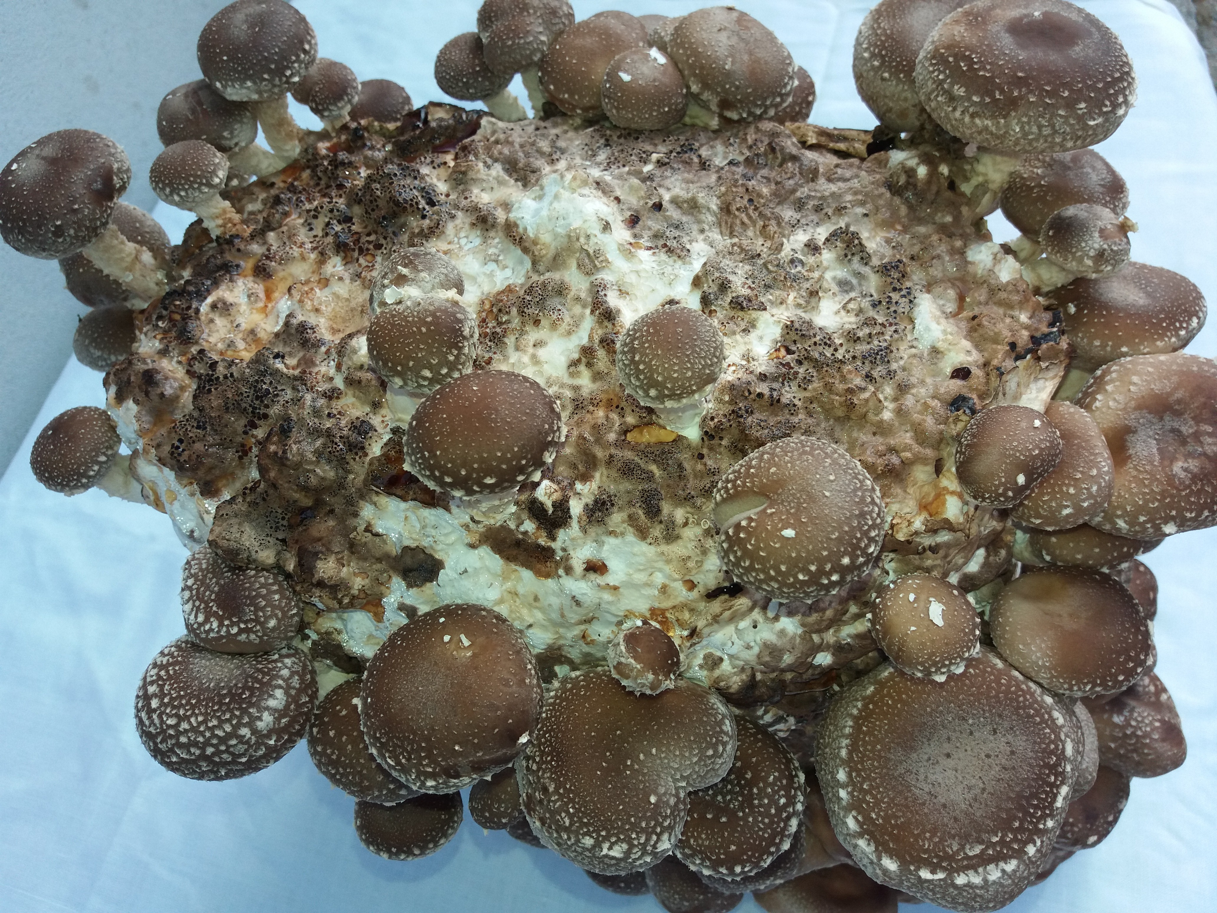 Saculeti gata pregatiti pentru Shiitake - 2 | YEO