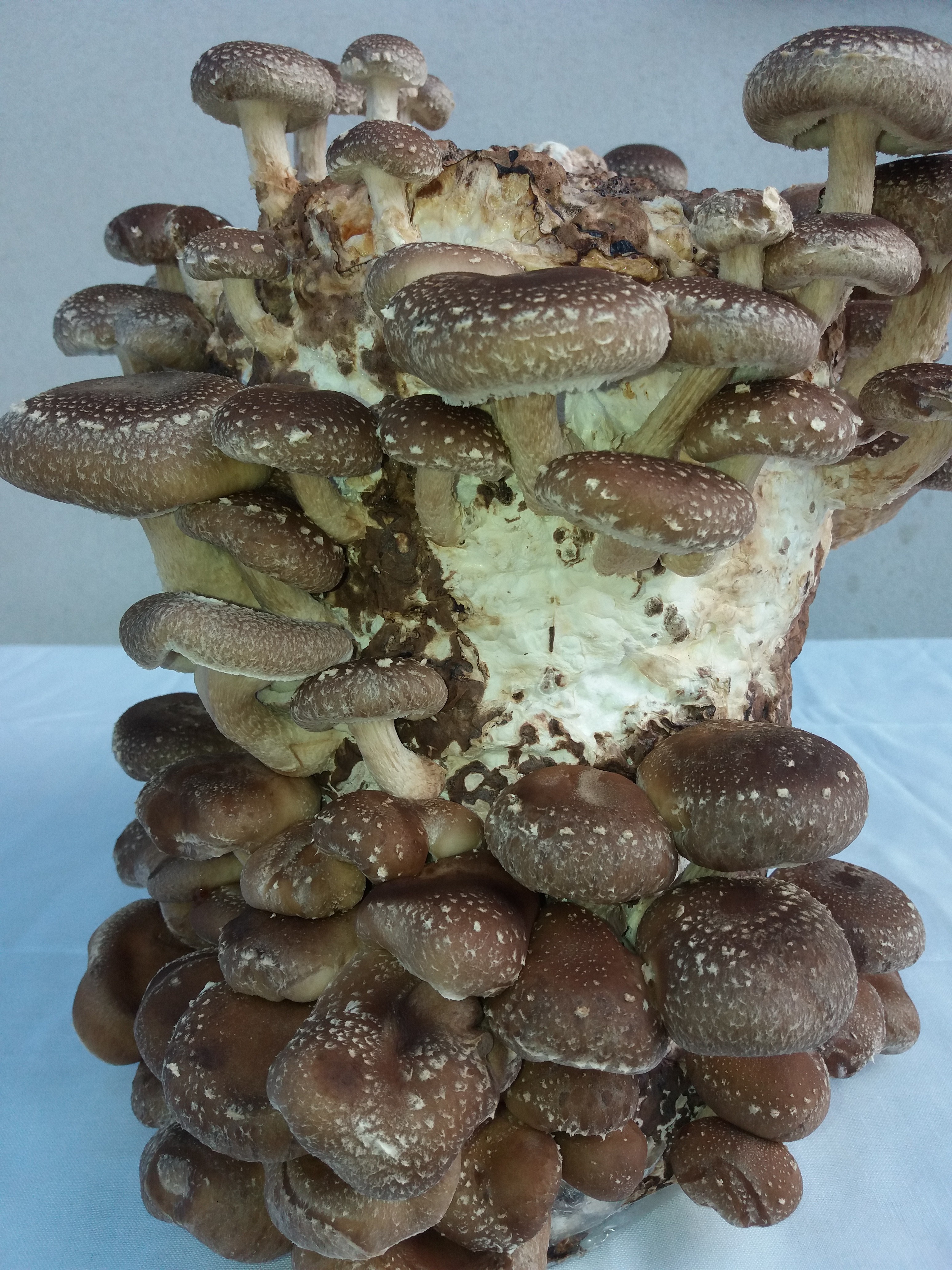 Saculeti gata pregatiti pentru Shiitake - 1 | YEO