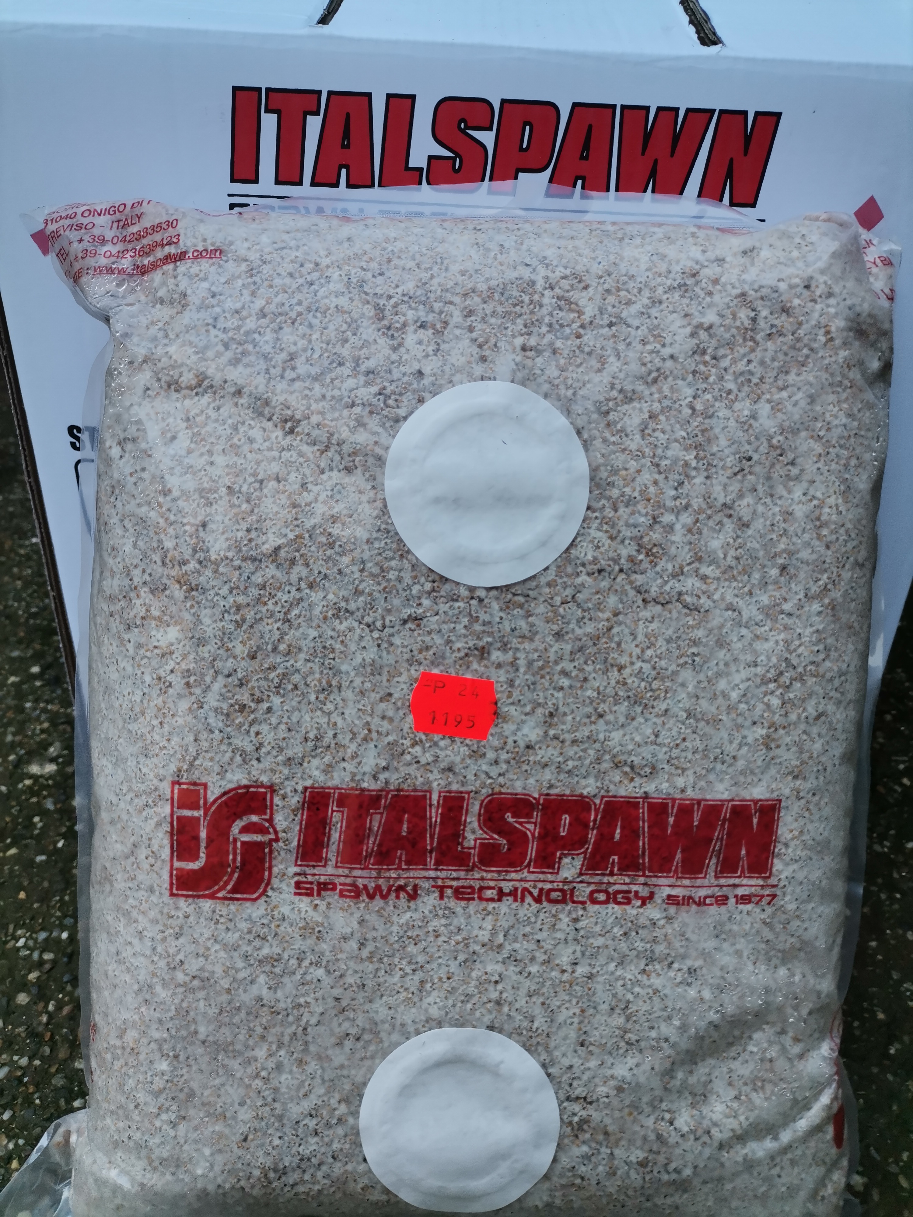 Miceliu Samanta pentru Champignon Italspawn