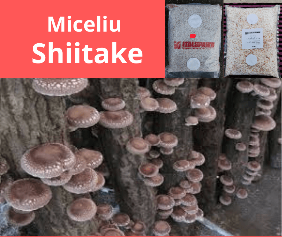 Miceliu ciuperci Shiitake de la Italspawn! - 1 | YEO