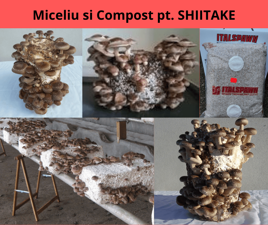 Miceliu ciuperci Shiitake de la Italspawn! - 2 | YEO