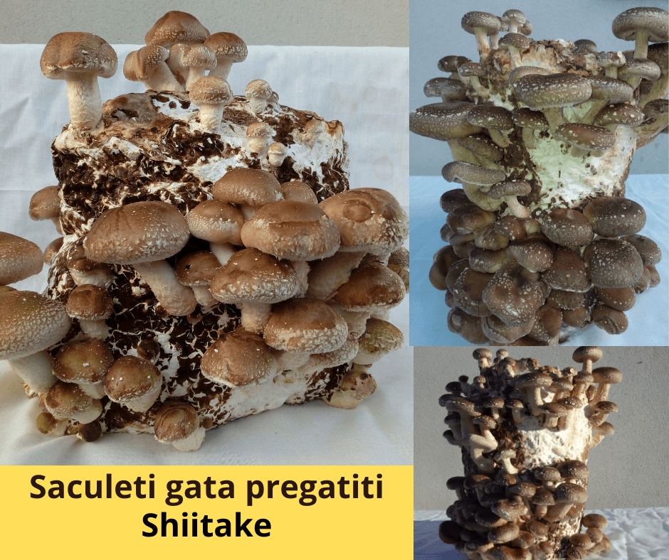 Set 2 buc. Miceliu Pleurotus si Miceliu Shiitake + Bonus - 4 | YEO