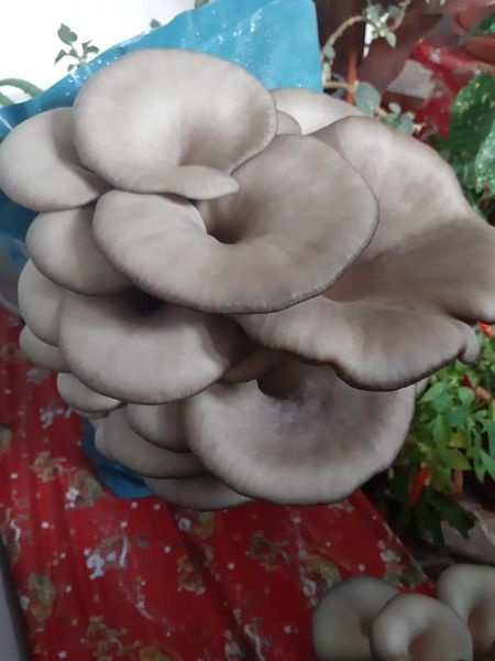 Set 3 pungi Miceliu (samanta) Pleurotus + Bonus - 2 | YEO