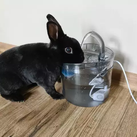 Fantana Automata de Apa pentru Animale de Companie, 2L, Filtru 3 Straturi, Transparenta, 16,5 x 22 cm - 3 | YEO