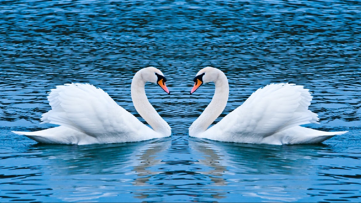Autocolant, Lebede pe lac