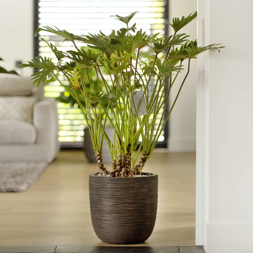 Capi Jardiniera in forma de ou Nature Rib, maro inchis — imaginea 2