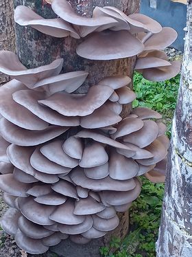 Set 2 Pungi de 10 litri Miceliu Pleurotus Italspawn Italia - 1 | YEO