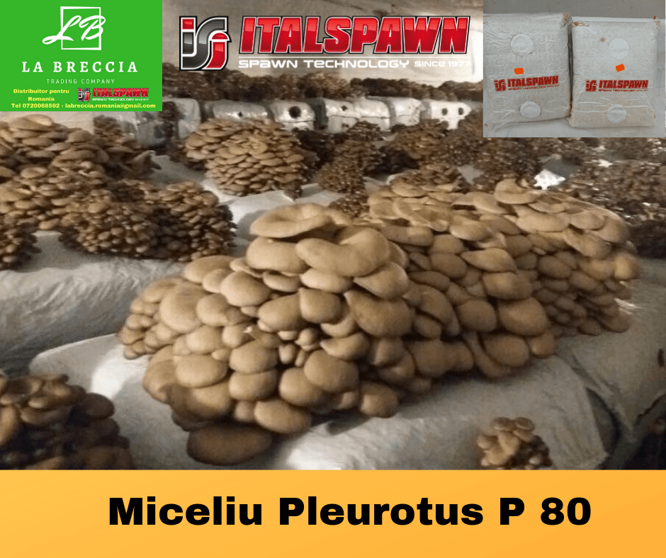 Set 2 Pungi de 10 litri Miceliu Pleurotus Italspawn Italia - 2 | YEO