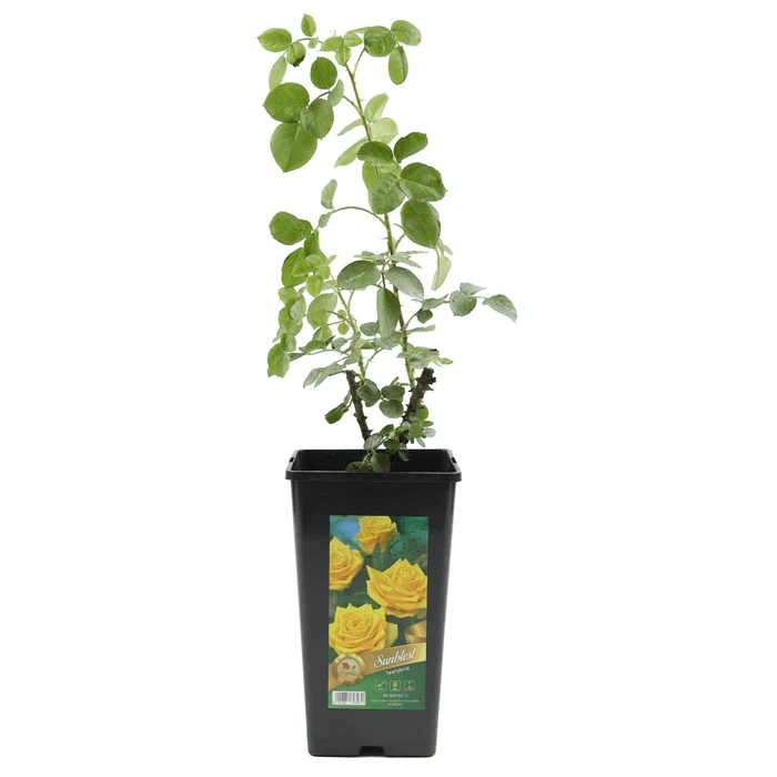 Planta exterior trandafiri in ghiveci, culoare galben, dimensiune 30 cu 40 cm