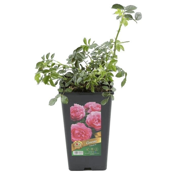 Planta exterior trandafiri in ghiveci, culoare roz , dimnesiune intre 30 si 40 cm