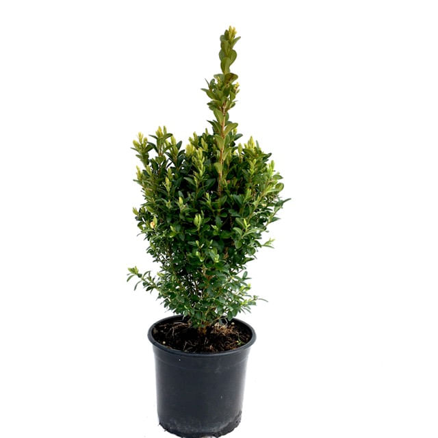 Arbust ornamental Buxus Sempervirens - Cimisir