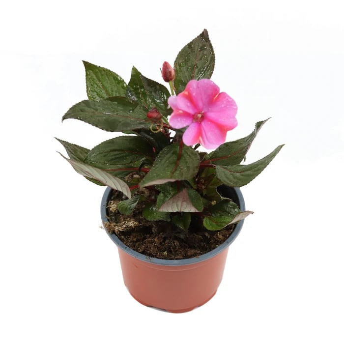 Planta pentru exterior, Impatiens mix color, cu flori, H 20 cm, D 12 cm