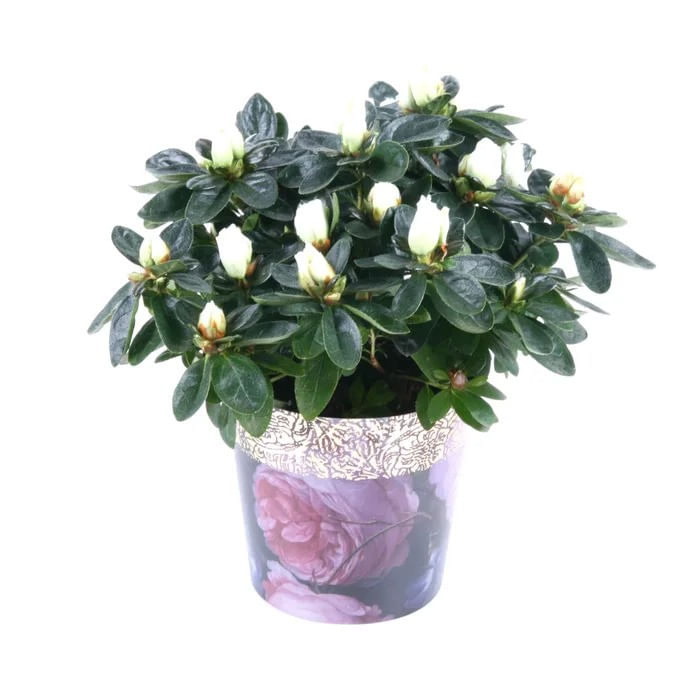 Planta pentru exterior, Azalea Amazing Love, cu flori, H 25 cm, D 12 cm