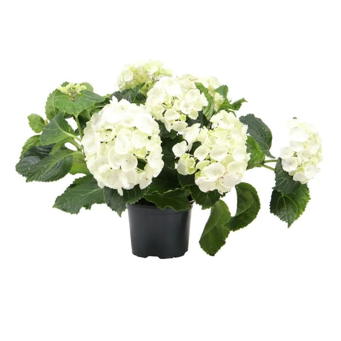 Planta pentru gradina, Hortensie Hydrangea mix, cu flori, H 38 m, D 14 cm