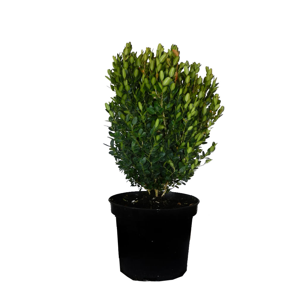 Cimisir globular - Buxus sempervirens 