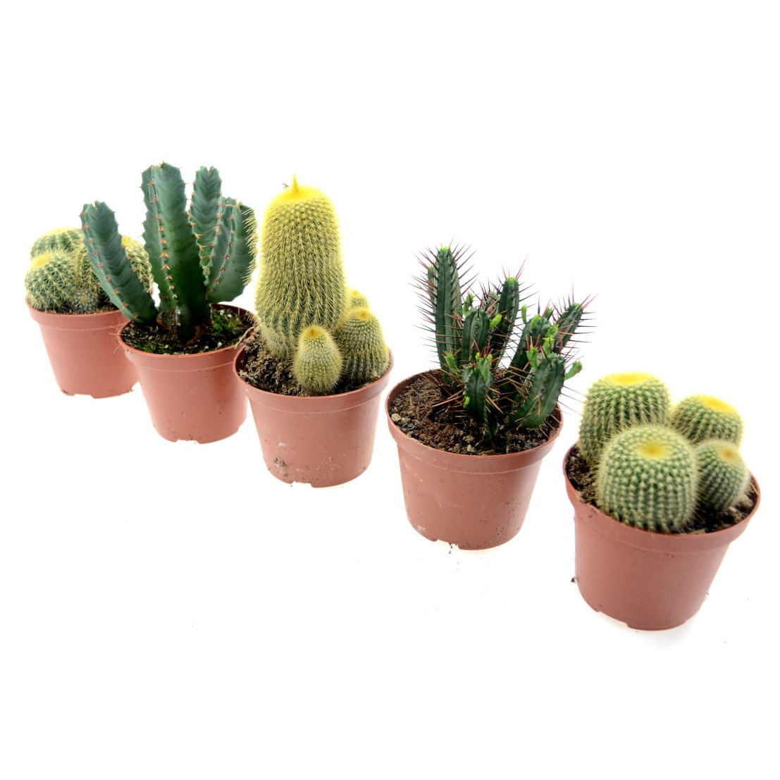 Set 5 cactusi, Dixiestore, 19 cm, Verde