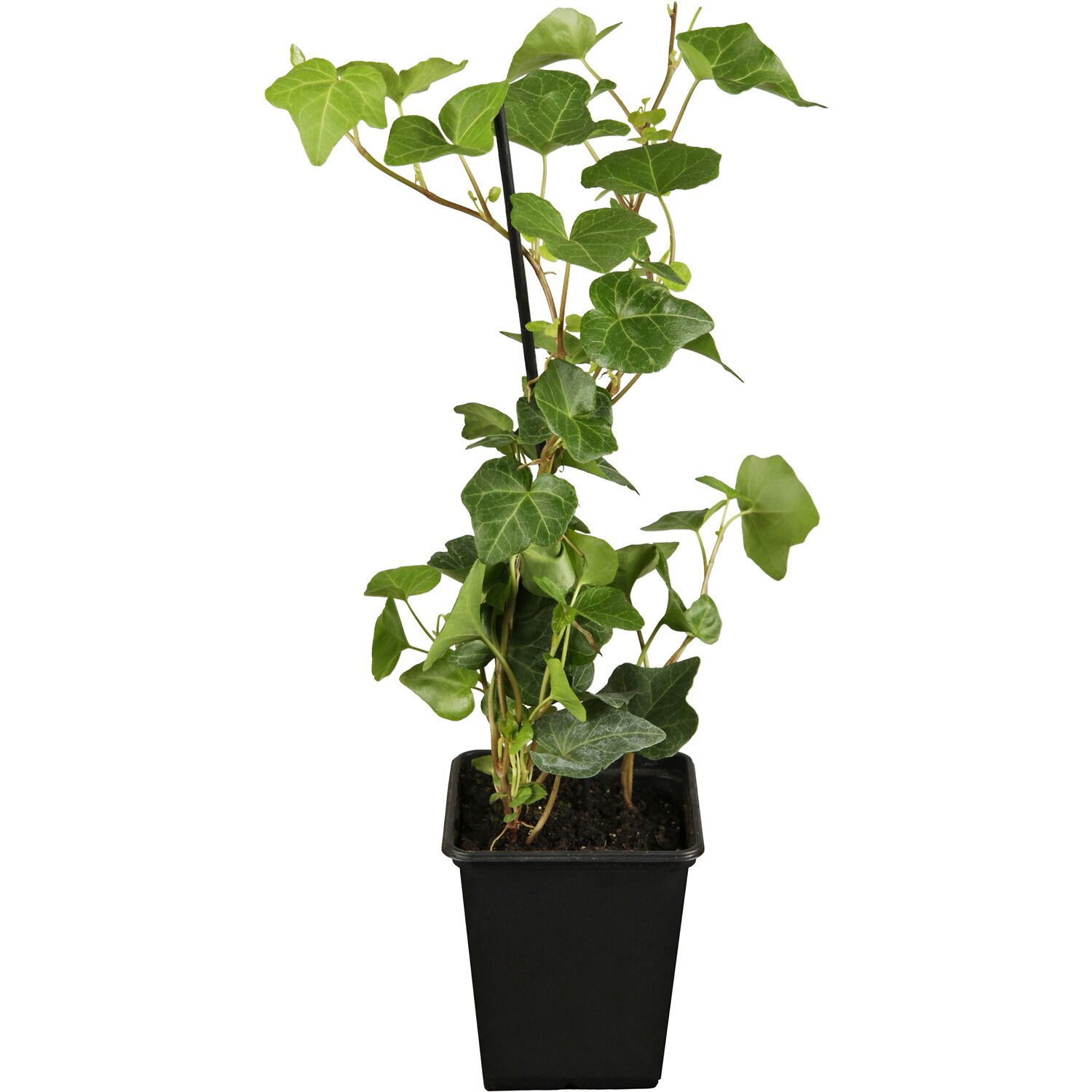 Iedera - \'Hedera Helix\' 80 cm