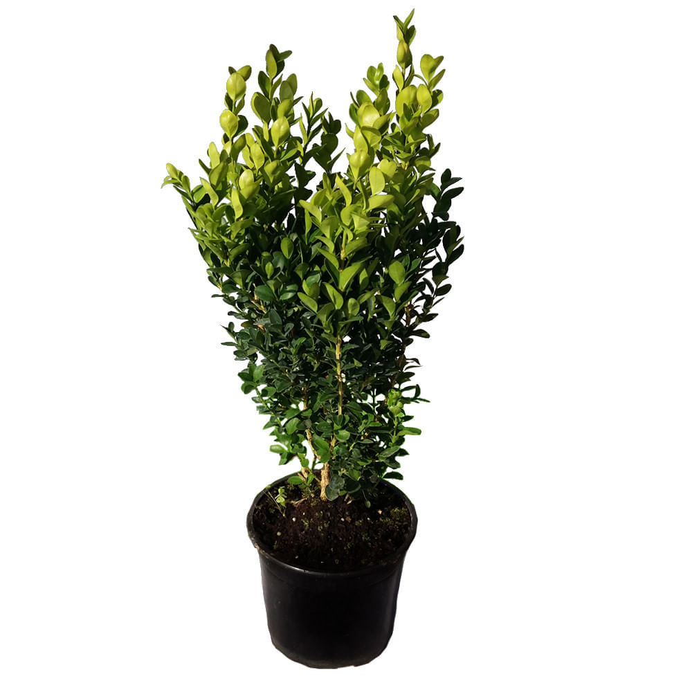 Buxus vesnic verde - Buxus sempervirens