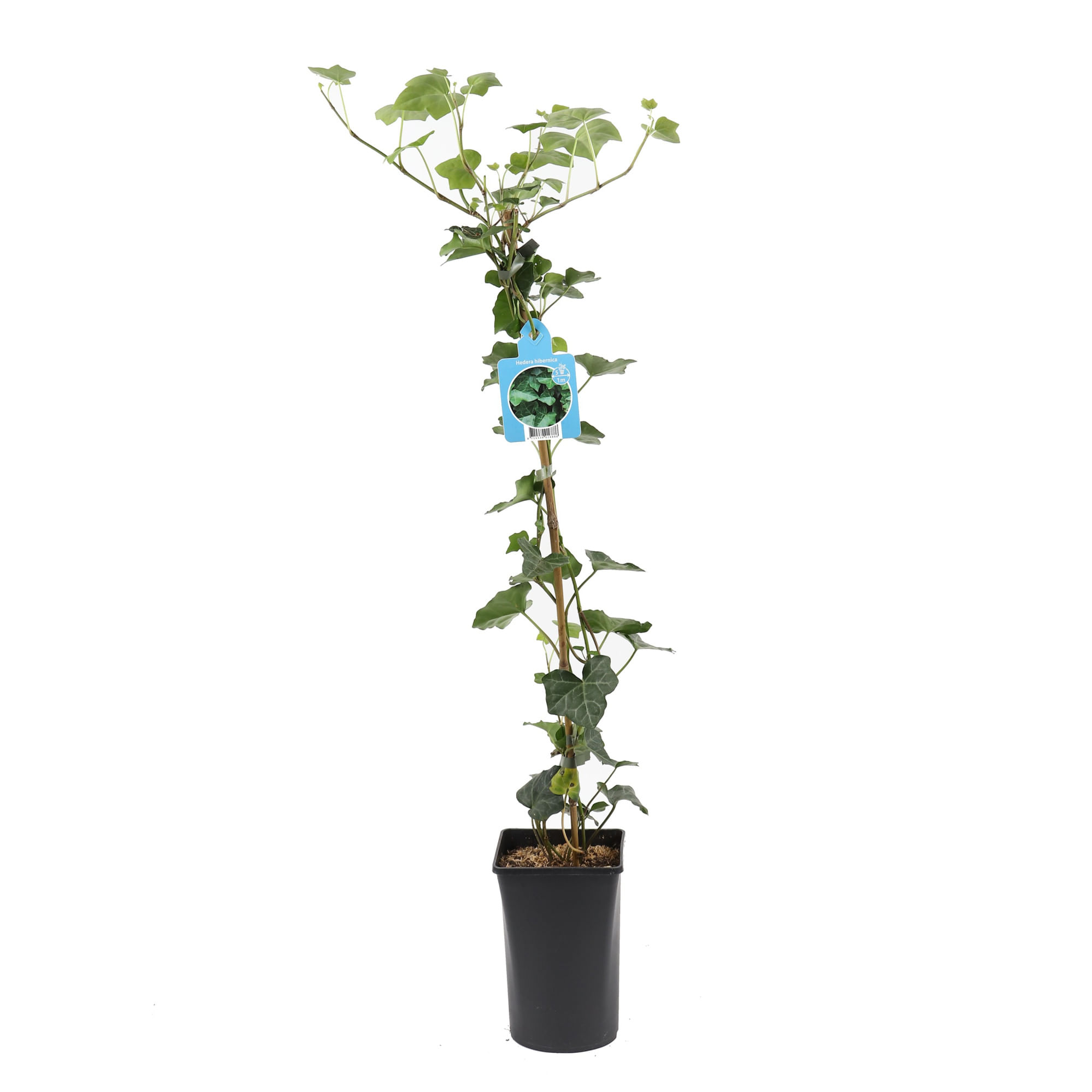 Arbust decorativ - Hedera helix- Hibernica 100-120 cm