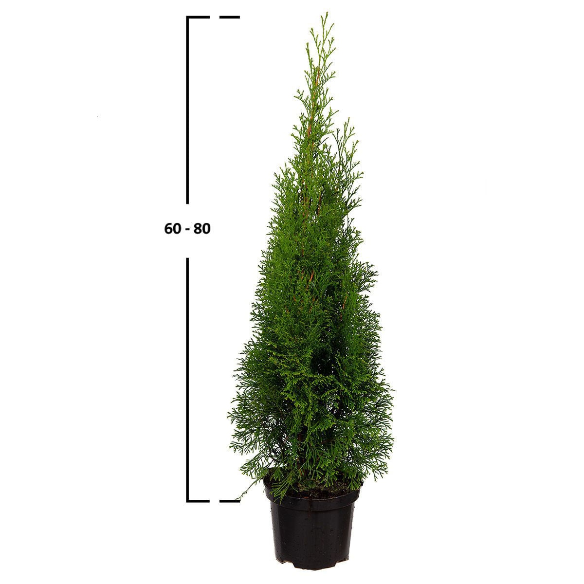 Tuia Thuja Occidentalis Smaragd 60+ cm