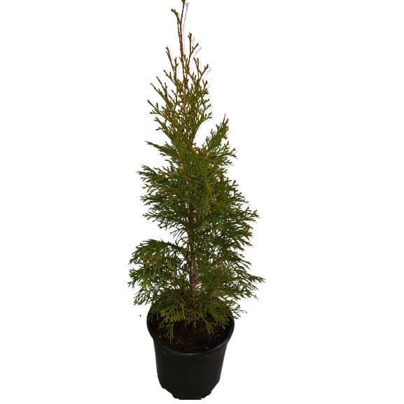 Tuia (Thuja) Smaragd, exterior, verde, 60-80 cm