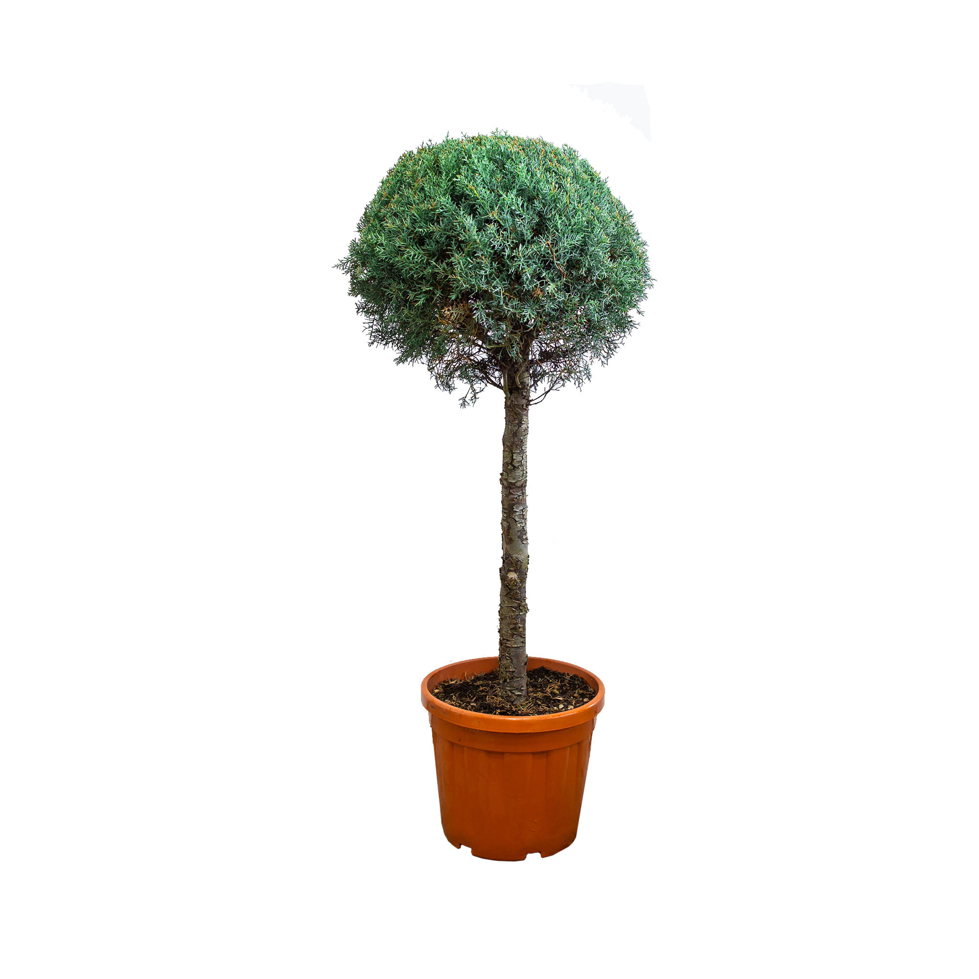 Chiparos de Arizona Cupressus arizonica glop pe trunchi, ghiveci 25L, h 120-140cm