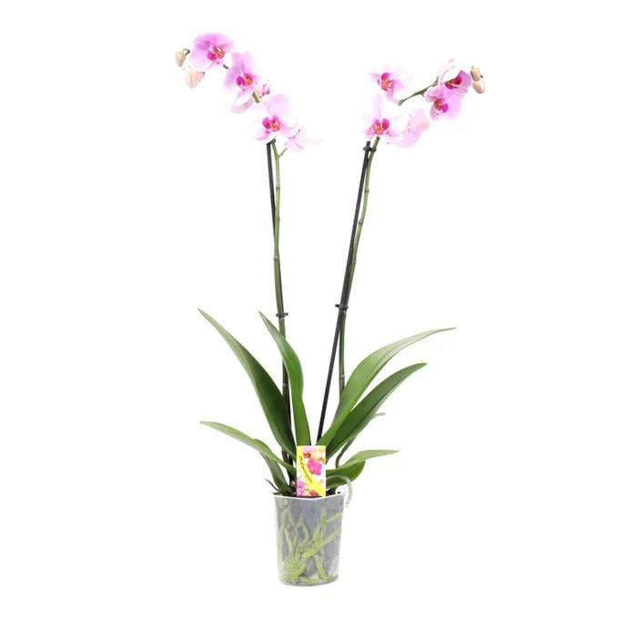 Planta de interior Dracula, Orhidee Phalaenopsis inflorite, H 60 cm, D 12 cm,