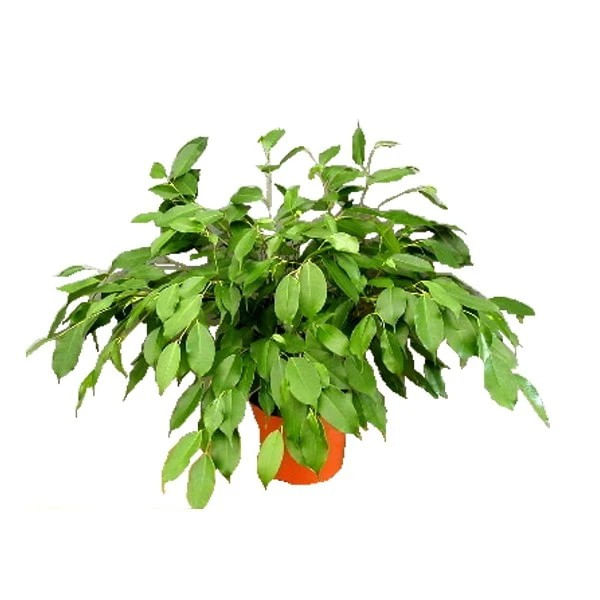 Planta naturala de interior Dracula, Ficus benjamina, H 75 cm, D 17 cm