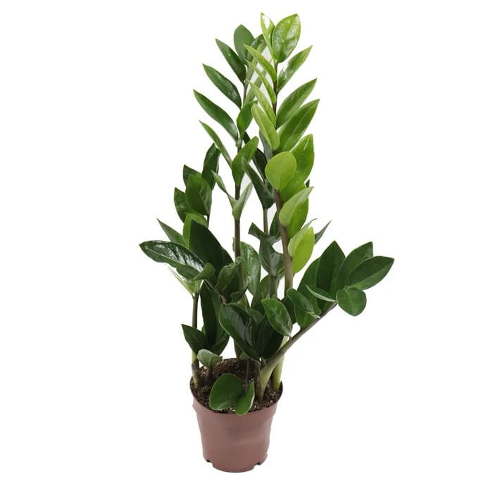 Planta naturala de interior Dracula, Zamioculcas zamiifolia, H 40 cm, D 12 cm