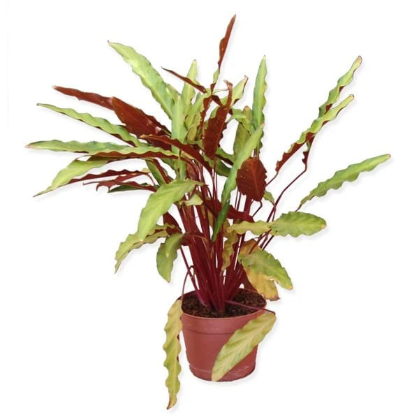 Planta naturala de interior DRacula, Calathea mix, H 45 cm, D 12 cm