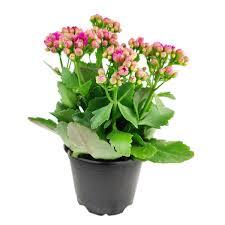 Planta naturala de interior Dracula, Kalanchoe Calandiva cu flori, H 35 cm, D 12 cm