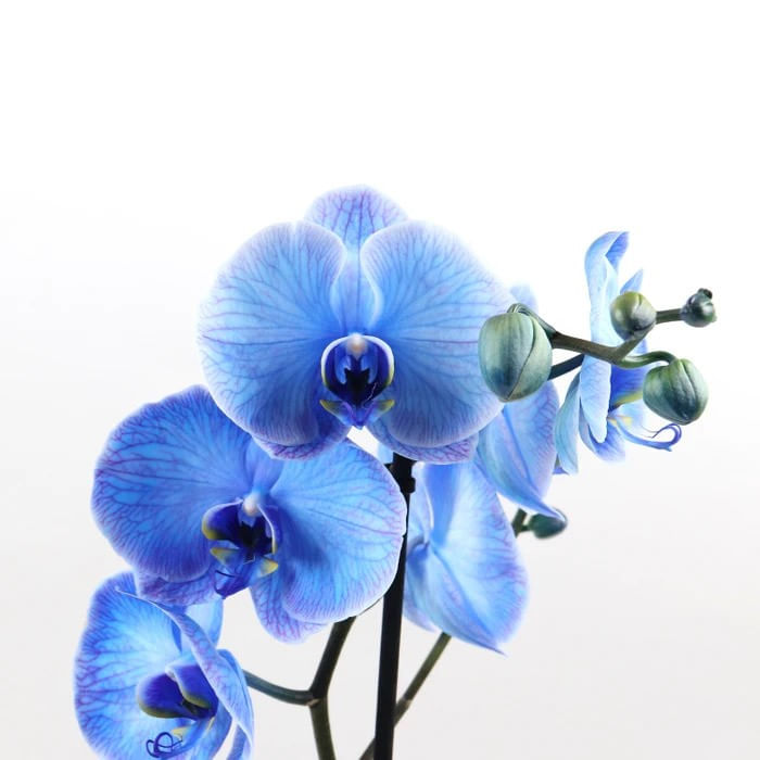 Planta naturala de interior Dracula, Orhidee Phalaenopsis Royal blue A2, cu flori , D 12 cm - 1 | YEO