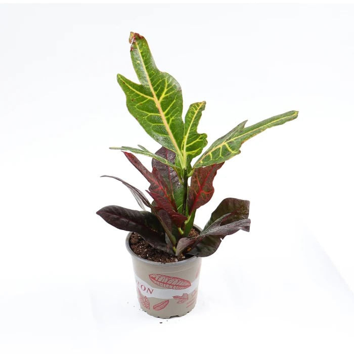 Planta naturala de interior Dracula, Codiaeum, H 40 cm, D 12 cm